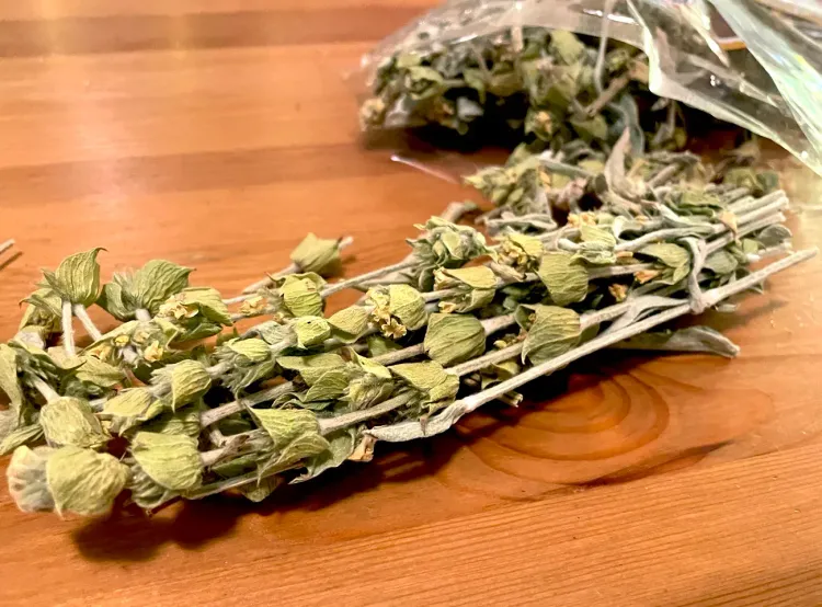Sideritis scardica - le Çaj Mali, le thé traditionnel en Albanie