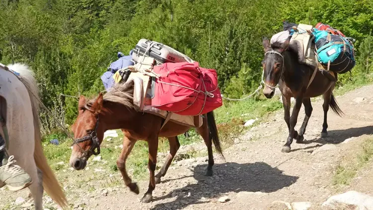 Les mules qui transportent le bagage