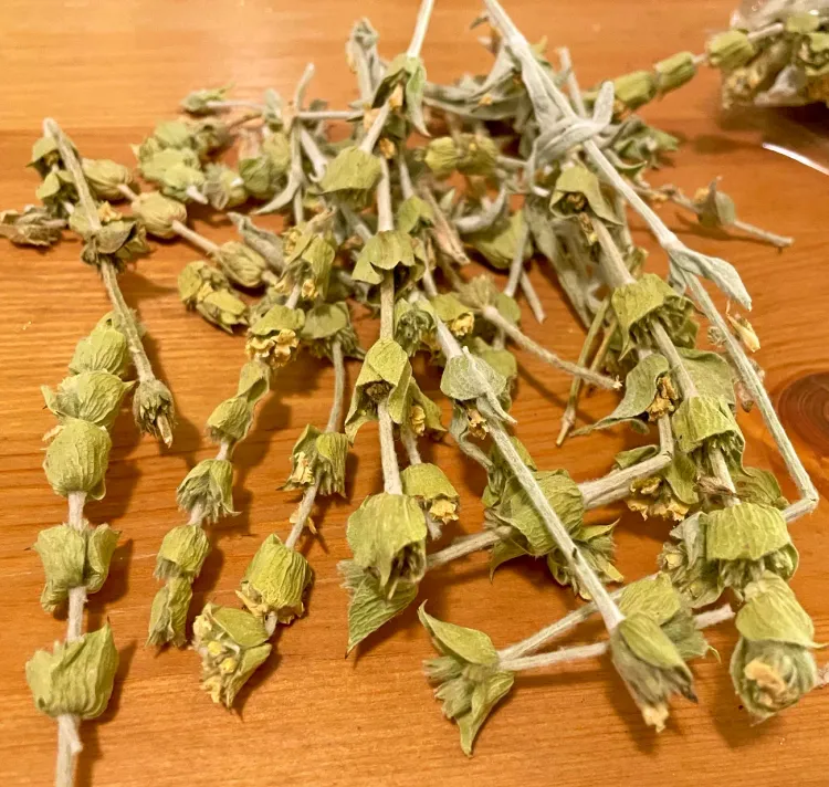 Sideritis scardica - le Çaj Mali, le thé des montagnes traditionnel. Les souvenirs albanais à rapporter
