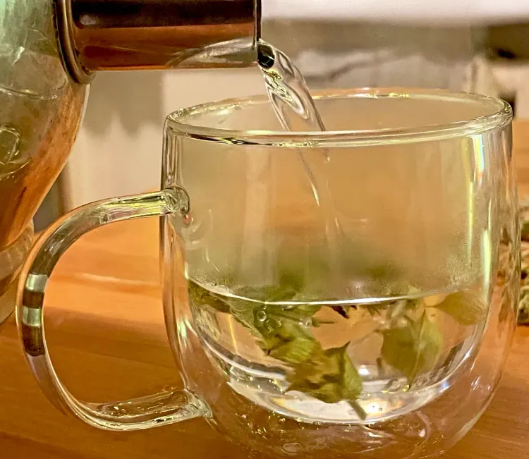 Sideritis scardica - le Çaj Mali, la préparation de la tisane (infusion)
